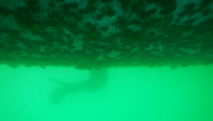 Miran Tepeš, Skokica