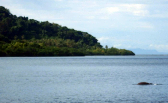 Miran Tepeš, Skokica