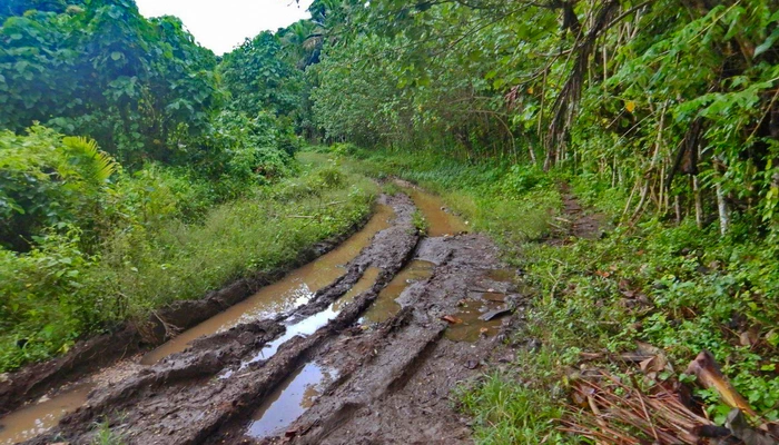 Miran Tepeš, Skokica