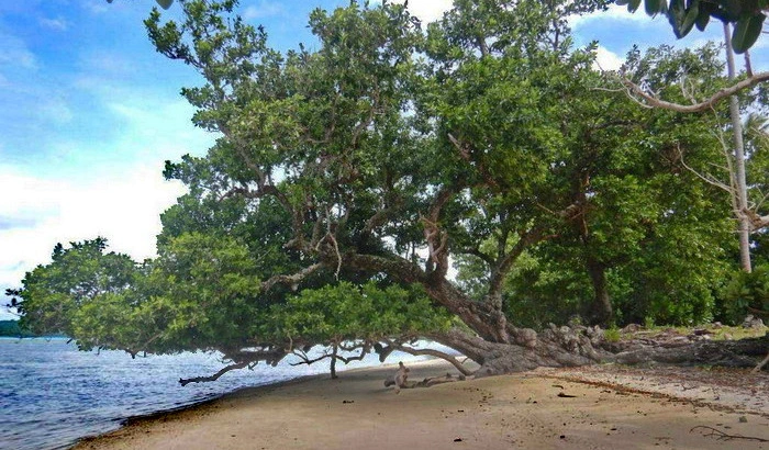 Miran Tepeš, Skokica