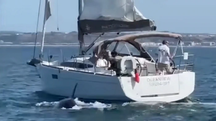 Orke_potopile_jadrnico