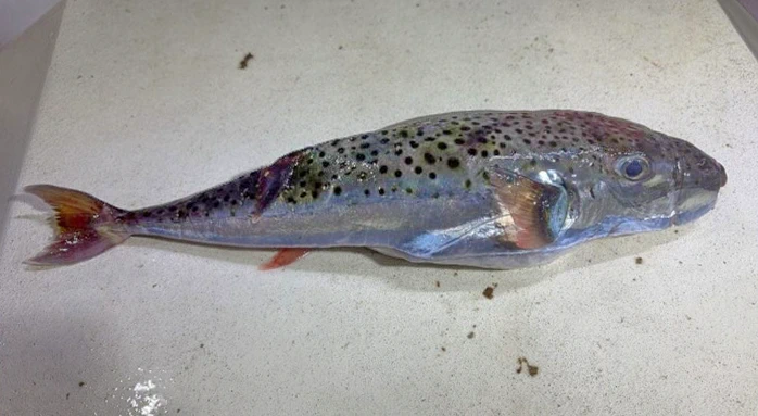 Na Jadranu smrtno nevarna riba, previdnost ne bo odveč