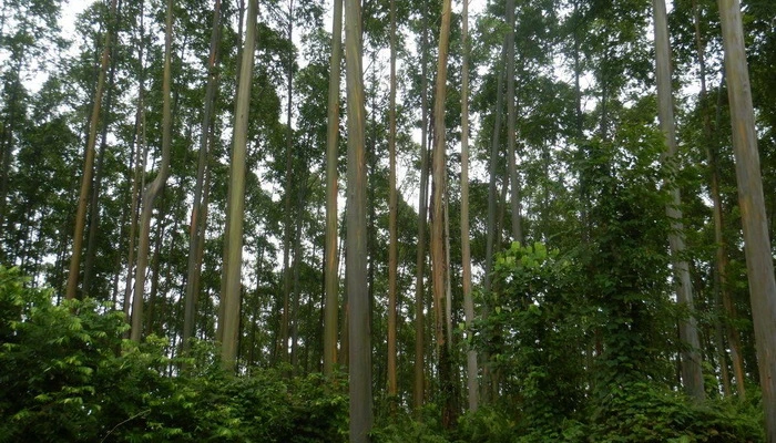 Tepes_Skokica
