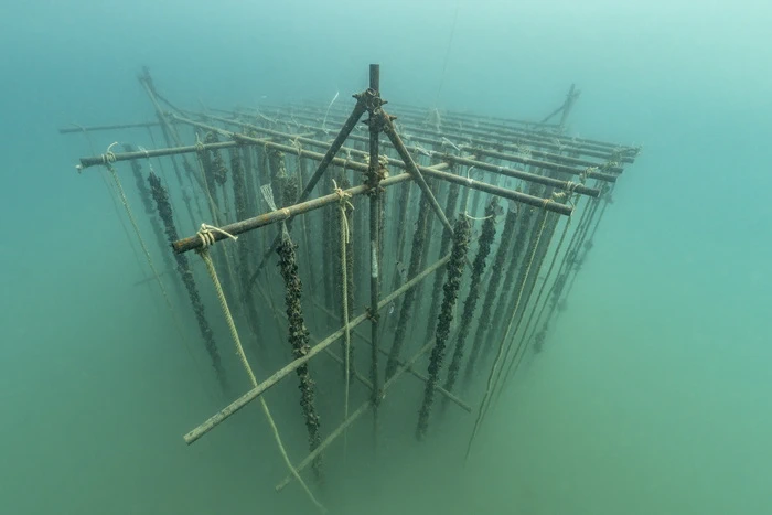 Morska oaza bogatejša za dve novi podvodni strukturi: Neptun in Mytilus